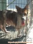 Buka Adopsi anjing mix corgi jantan umur 3thn (tidak utk pemula)