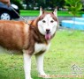 Adopsi anjing husky daerah surabaya