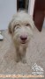 Open Adopsi Anjing