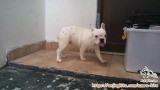 Di hibah kan french bulldiog