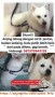 Dicari Anjing Hilang Japanese Spitz, di Rawalumbu, Bekasi