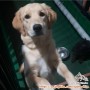 Anjing golden aku nakal sekali