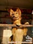 Anjing Kampung Pendek Hilang