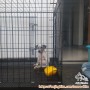 Open Adopt Dalmation mix puppy 2 bln