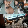 HIBAH 2 ANJING CEWE SEKALIGUS, SURABAYA! (TIDAK UNTUK PEMULA)