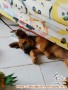 Dihibahkan Anjing Plus kandang