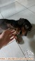 Dihibahkan anjing tekel