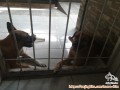 Dihibahkan sepasang anjing mix 