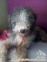 DI CARI ANJING HILANG