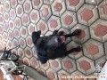 Anjing labrador di hibahkan