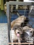 Open adopt schauzer mix