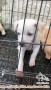 Open Adopsi Puppy Mix Maltese