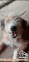 OPEN ADOPT ANJING MIX Shih tzu & Poodle Area Purwokerto jawa tengah