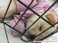 Anakan chow chow bosan