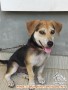 Open Adopt Puppy Mix Beagle dan kampung