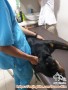 WTA | Apakah Titip Anak Anjing di Akta Stamboom itu LEGAL ?