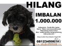 HILANG: ANJING PUDEL HITAM