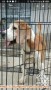 Free Adopt - Beagle Jantan
