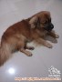 OPEN FREE ADOPT ANJING MIX UMUR 3TAHUN JANTAN