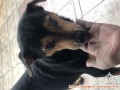 Open adopt/ hibah free butuh segera