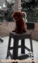 Open Adopsi Anjing Red Toy Poodle