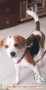 Buka adopsi anjing beagle murni