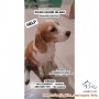 Anjing Hilang Beagle Lemon 3.5 tahun daerah pajajaran diambil orang