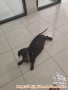 ANJING HILANG DAERAH KENTEN PALEMBANG