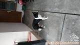 Dicari Adopter Segera area Jogja