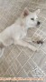 Open adopt area bogor