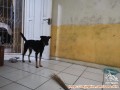 Open adopsi