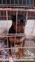 Anjing Hilang