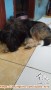 Hibah Anjing