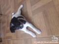 Open adopt anjing