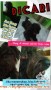 Anjing Hilang
