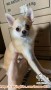 (Free adopt)Hailey butuh rumah baru mix pom chihua