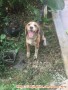 Pure Beagle need new Home