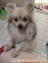 Anjing POM abu abu hilang