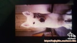 Open adopt. Husky mixed. Betina