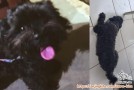 Anjing Hilang : Poodle Hitam di Cengkareng