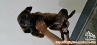 DI HIBAHKAN PUPPIES BETINA JENIS KAMPUNG