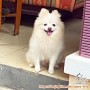 Need adopter: Pomeranian