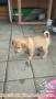 adopsi anak anjing