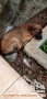 Hibah anjing mix