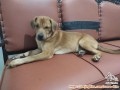 Cari Adopter serius dan berkomitment