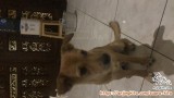 Hibah anjing yang sayang anjing umur 4 & 6 bulan
