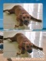 HIBAH ANJING GRATIS