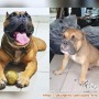 Cari adopter yang serius dan berkomitment jantan american bully 3 thn jantan