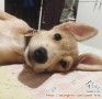 Open adopt : Mixed Jack Russell & Beagle,umur 1 tahun