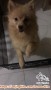 Anjing Pom Hilang